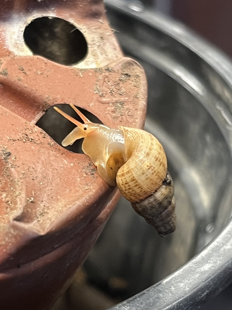 Parachondria blauneri