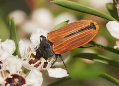 Castiarina erythroptera