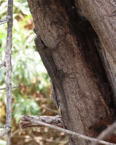 iNaturalist observation photo of Western Fence Lizard