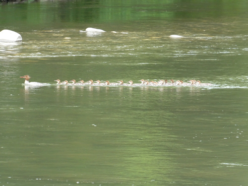 Common Merganser photographed in Oklahoma
