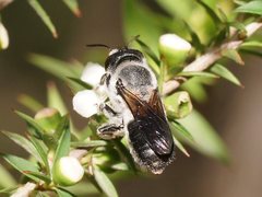 Megachile lucidiventris
