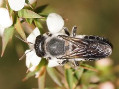 Megachile lucidiventris