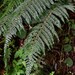 Polystichum × pseudoparvipinnulum - Photo (c) 張智翔, some rights reserved (CC BY-NC), uploaded by 張智翔