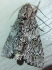 Acronicta rubricoma