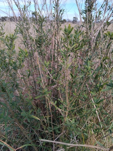 Image of Tree Violet (Melicytus dentatus) by no rights reserved