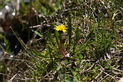 Taraxacum palustre