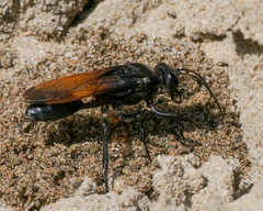 Sphex diabolicus