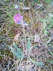 Oxytropis strobilacea