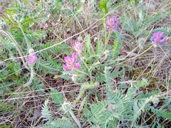 Oxytropis strobilacea
