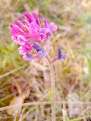 Oxytropis strobilacea