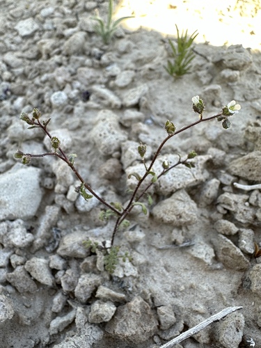 Image of Eucrypta micrantha by (c) Matt Berger, some rights reserved (CC BY)