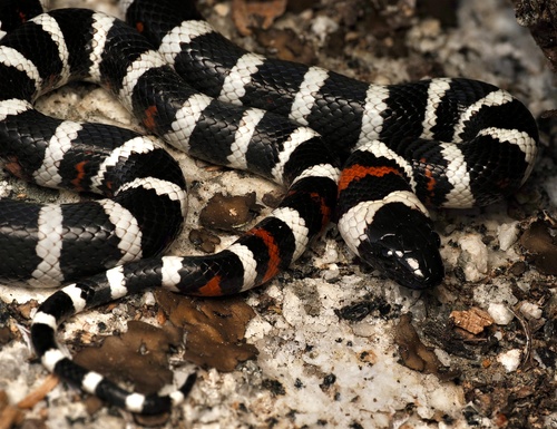 iNaturalist observation photo of California Mountain Kingsnake