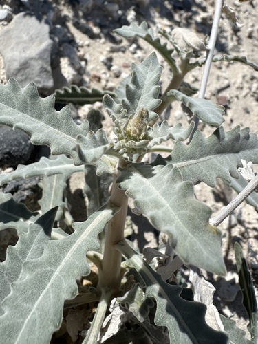 Image of Mentzelia leucophylla by (c) Matt Berger, some rights reserved (CC BY)
