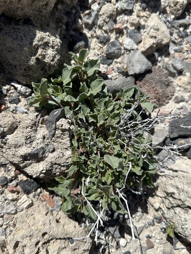 Image of Acleisanthes nevadensis by (c) Matt Berger, some rights reserved (CC BY)