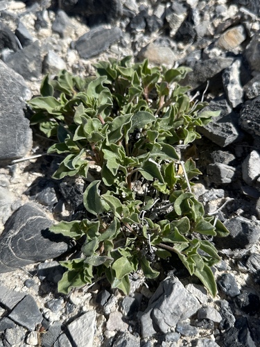 Image of Acleisanthes nevadensis by (c) Matt Berger, some rights reserved (CC BY)