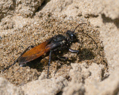 Sphex diabolicus