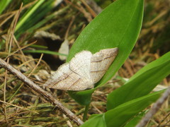 Petrophora subaequaria