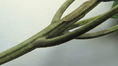 Aspidosperma spruceanum