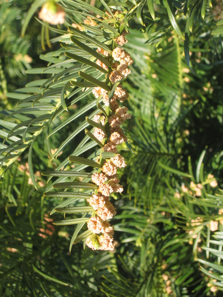 Chinese Plum-yew
