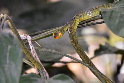 Photo of a Yabassi Tree Snake (Dipsadoboa duchesnii)