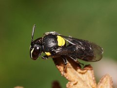 Hylaeus nubilosus