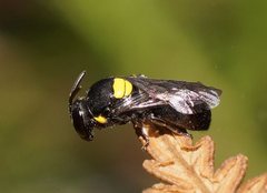 Hylaeus nubilosus