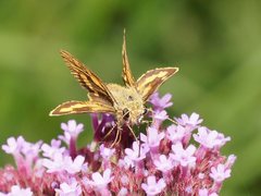 Ocybadistes walkeri sothis