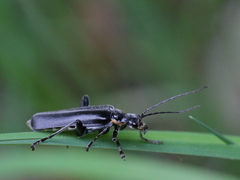 Cantharis obscura