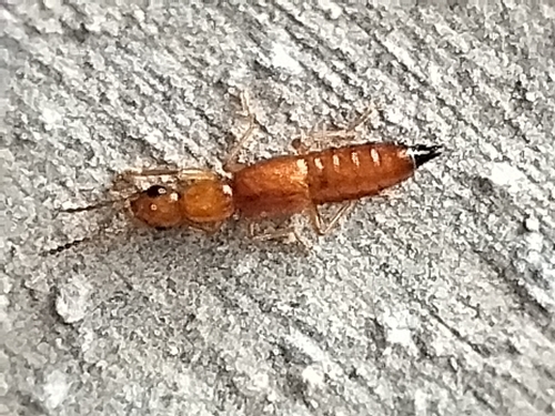 Paederus ustus