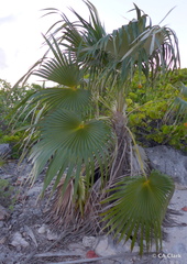 Coccothrinax proctorii