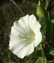 Calystegia sepium limnophila