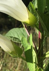 Calystegia sepium limnophila