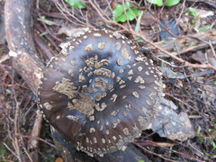 Amanita nothofagi