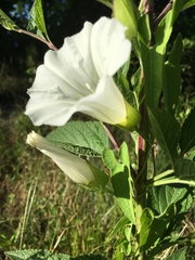 Calystegia sepium limnophila