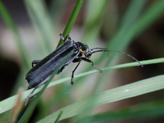 Cantharis obscura