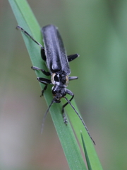Cantharis obscura