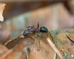 Myrmotarsus