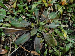 Plantago raoulii