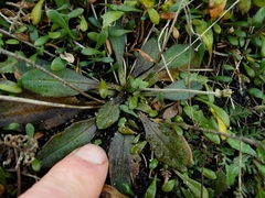Plantago raoulii