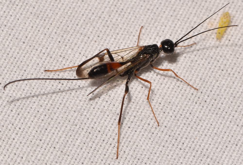 Pristaulacus