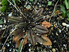 Plantago raoulii