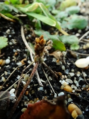Plantago raoulii