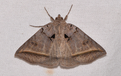 Celiptera frustulum