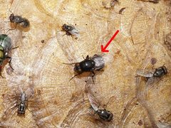 Australophyra rostrata