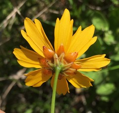 Coreopsis gladiata