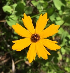 Coreopsis gladiata