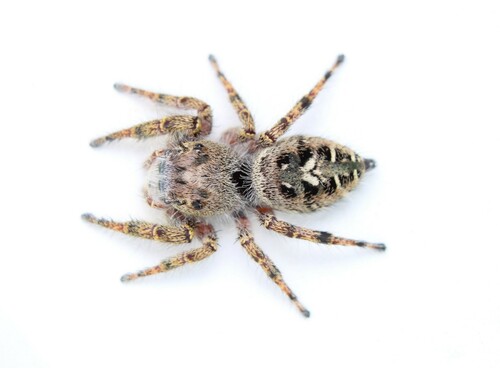 Putnam's Jumping Spider