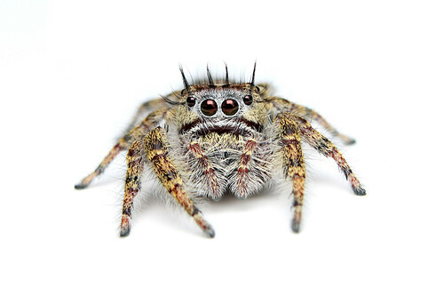 Putnam's Jumping Spider
