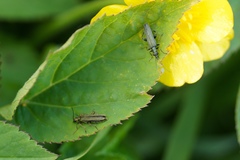 Oedemera lurida