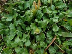 Brachyscome radicata